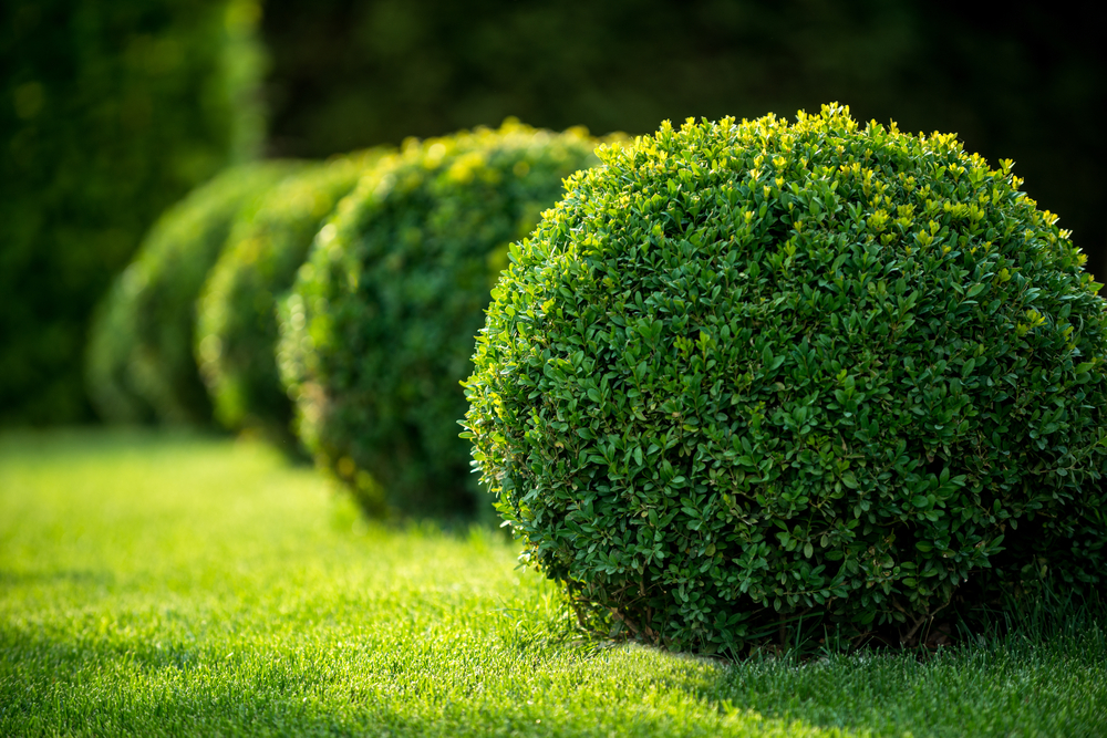 <p>bushy (a)</p>
