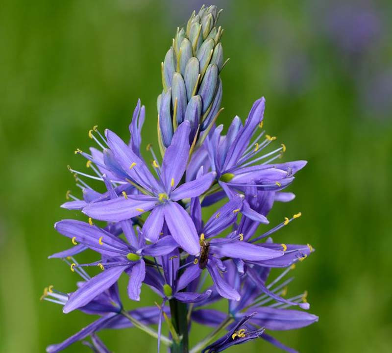 <p>Common camas</p>