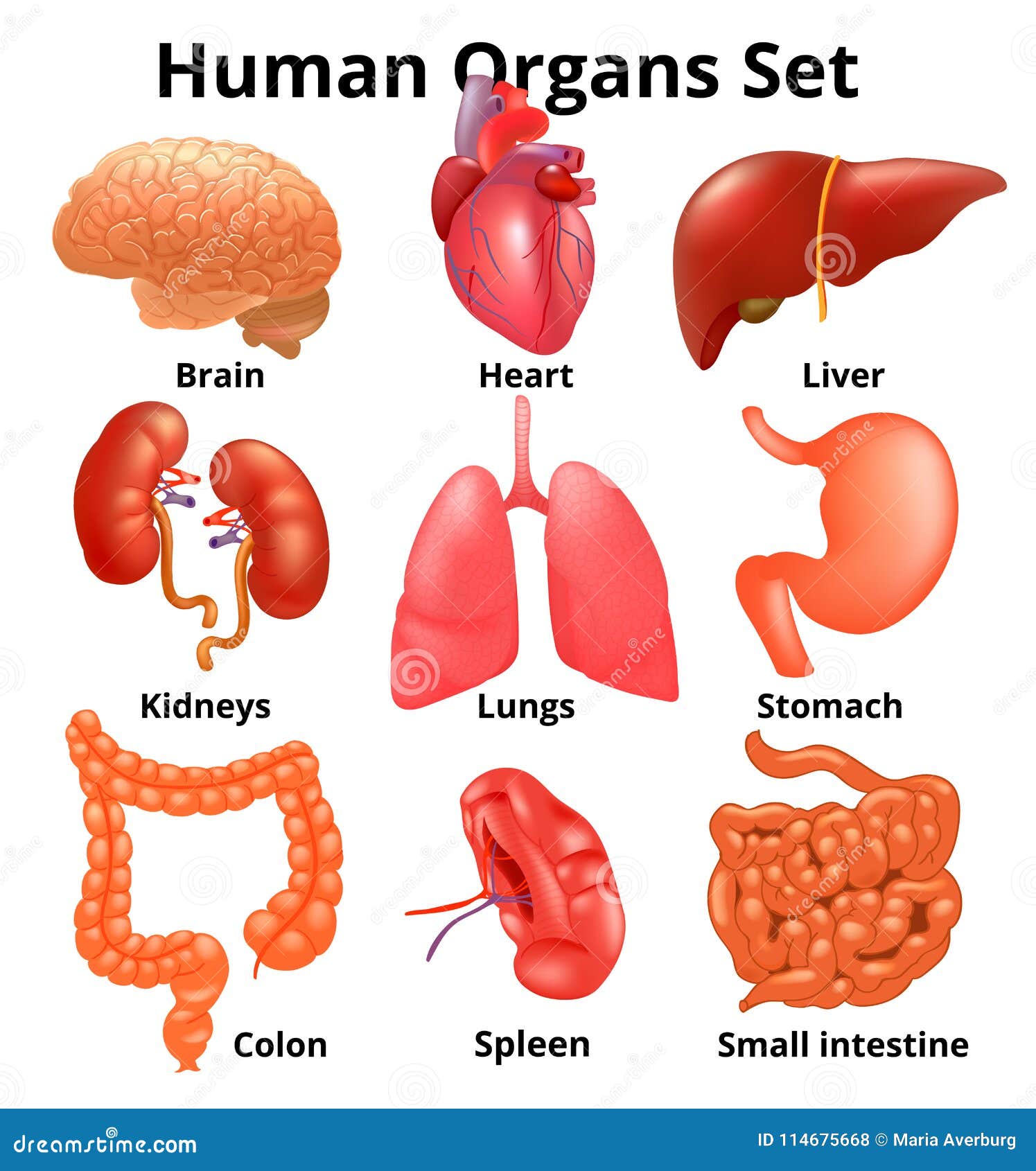 <p><strong>Organ</strong></p>