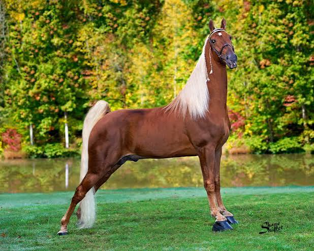 <p>Known for smooth gaits, friendly “big lick”</p>