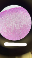<p>what kind of tissue is this?</p>