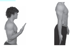 <p>Name the movements of the elbow</p>