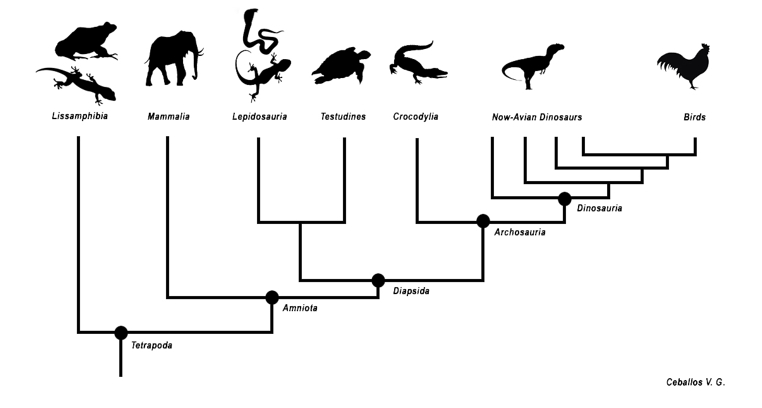 <p>Which is a basal taxon </p>