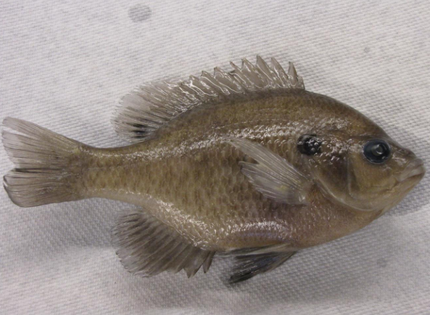 <p>Common name, Family, Scientific Name?</p>