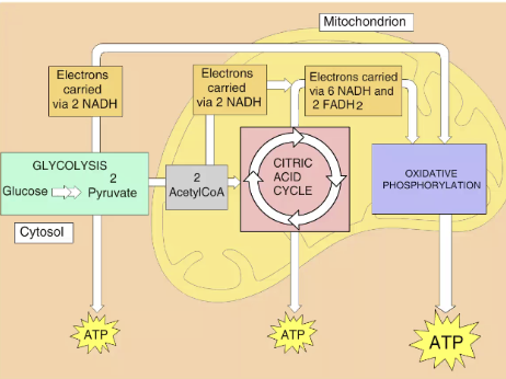 <p>Step 8 of ETC</p>