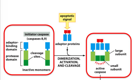 <ol><li><p>Start off as inactive soluble monomers in the cytosol</p></li><li><p>An apoptic signal triggers assembly of adaptors which complex with initiator caspases</p></li><li><p>Caspase dimers form, cleave, and activate protease activity</p></li></ol><p></p>