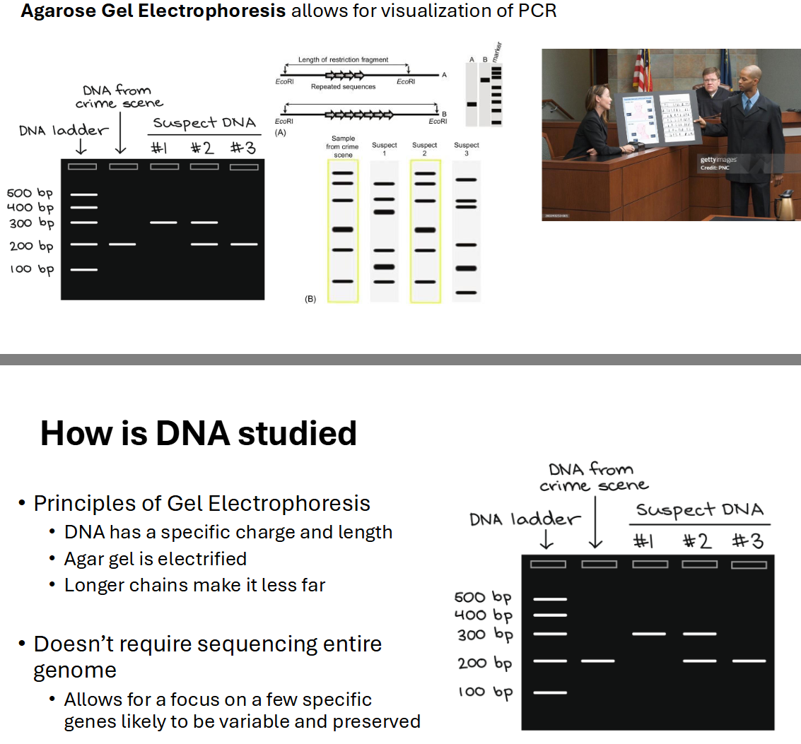 <p>How is DNA studied?</p>