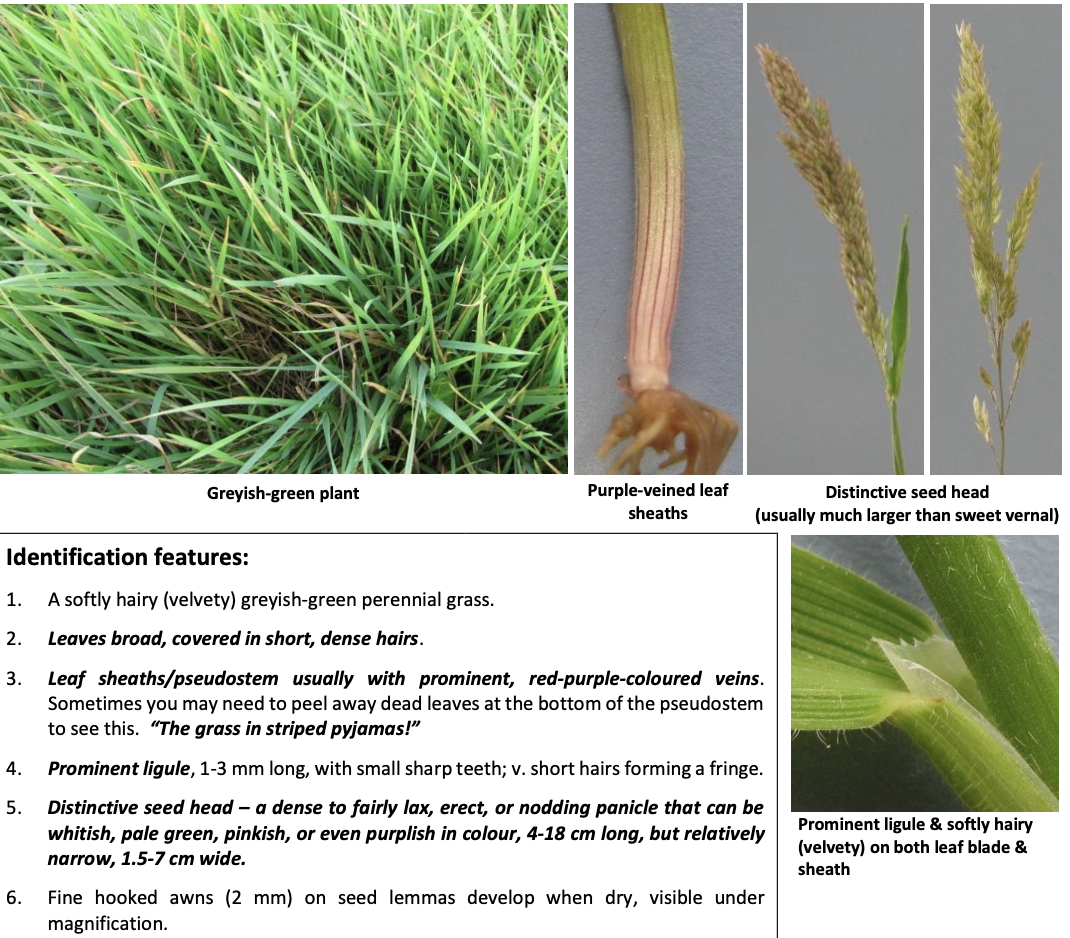 <p><strong>Plant family:</strong> Poaceae<br><strong>Life cycle:</strong> Perennial<br><strong>Key persistence/spread:</strong> Seed<br><strong>Farming systems:</strong> Wet pastures; forestry blocks</p><p><strong> How to identify</strong></p><p>Is soft, velvety, and pale grey-green. Leaves and sheaths are covered in dense hairs, making the plant feel fuzzy.</p><p>Leaf sheaths often show purple‑red striping, a very distinctive feature (“grass in striped pyjamas”).</p><p>The ligule is relatively prominent and toothed. Seed heads are fluffy panicles, usually pale pink or white when young.</p><p>Easily confused with prairie grass at a distance, but it is much softer and more hairy.</p>