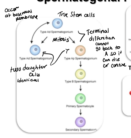 <p><span><strong>ype A Spermatogonia = TRUE Stem Cells</strong></span></p><ul><li><p><span>Located <strong>along the basement membrane</strong>.</span></p></li><li><p><span>Capable of <strong>self</strong></span><span style="font-family: "Cambria Math";"><strong>‑</strong></span><span><strong>renewal</strong>:</span></p><ul><li><p><span>One Type A divides → <strong>two identical Type A daughters</strong>.</span></p></li><li><p><span>This maintains the stem cell pool for life.</span></p></li></ul></li><li><p><span>This is why <strong>males do not undergo reproductive senescence</strong> like females.</span></p></li></ul><p><span><strong>Type A Can Also Differentiate</strong></span></p><ul><li><p><span>Type A → <strong>Type B spermatogonium</strong></span></p></li><li><p><span>This is a <strong>terminal differentiation</strong>:</span></p><ul><li><p><span>Once a cell becomes Type B, it <strong>cannot revert</strong> to Type A.</span></p></li><li><p><span>It is now committed to entering meiosis.</span></p></li></ul></li></ul><p><span><strong>Type B Spermatogonia</strong></span></p><ul><li><p><span>Still diploid (2n).</span></p></li><li><p><span>Only two fates:</span></p><ol type="1"><li><p><span><strong>Become a primary spermatocyte, OR</strong></span></p></li><li><p><span><strong>Undergo apoptosis (if something goes wrong)</strong></span></p></li></ol></li></ul><p><span><strong>Stem Cell Niche</strong></span></p><ul><li><p><span>Type A spermatogonia survive only when attached to their <strong>niche</strong> along the basement membrane.</span></p></li><li><p><span>Removing them from this niche → they <strong>lose stem cell properties</strong>.</span></p></li><li><p><span>Research (like Dr. Oakley’s lab) shows:</span></p><ul><li><p><span>The niche provides signals that maintain “stemness.”</span></p></li><li><p><span>Without it, they differentiate or die.</span></p></li></ul></li></ul><p></p>