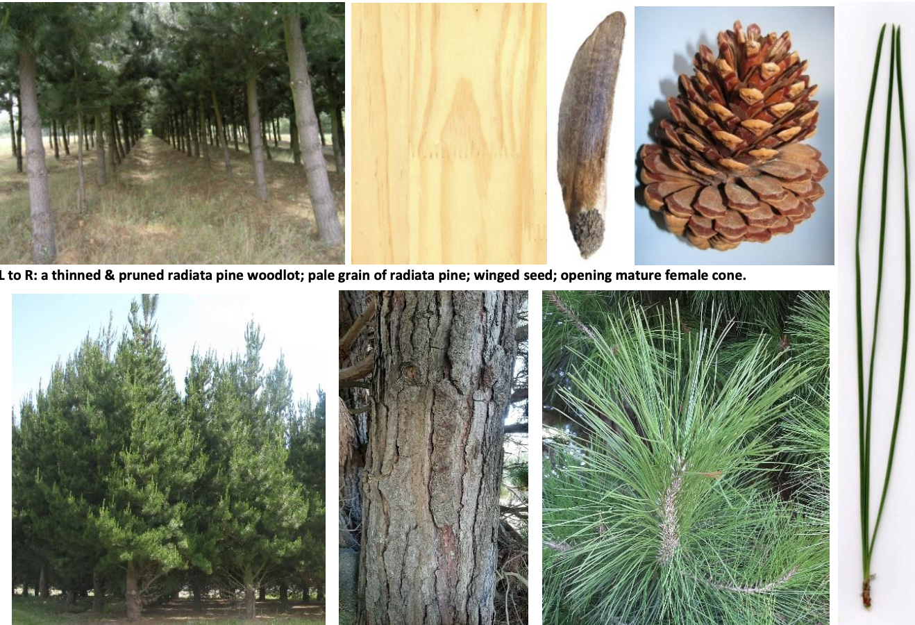 <p><strong>Plant family:</strong> Pinaceae<br><strong>Life cycle:</strong> Perennial<br><strong>Key persistence / spread:</strong> Seed<br><strong>Farming systems:</strong> Plantation forestry</p><p><strong> How to identify</strong></p><p>This is a tall, fast‑growing evergreen tree with a straight trunk and conical shape when young. Bark becomes thick and fissured with age.</p><p>Needles are long and stiff and occur in bundles of three, a key identification feature. Needles are bright green and clustered toward branch ends.</p><p>Cones are large, hard, and woody, remaining on the tree for several years. The tree sheds needles rather than leaves.</p><p>It dominates plantation forestry due to rapid growth and timber qualities.</p>