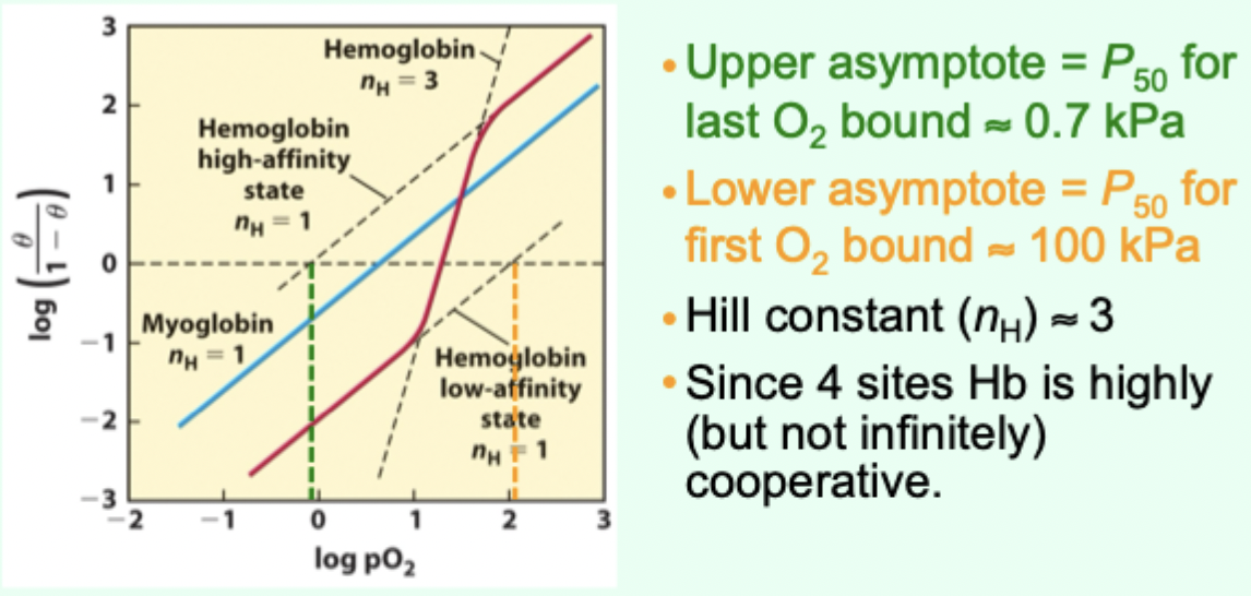 <p>Why is hemoglobin “highly (but not infinitely) cooperative”?</p>