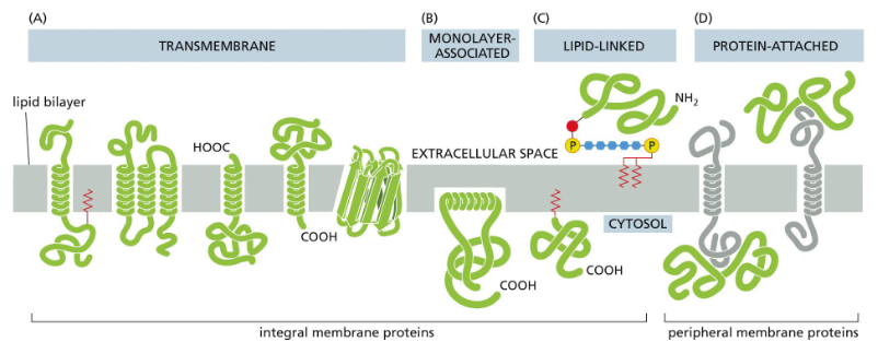 <ul><li><p>Integral Proteins (Interact in some way with the inner lipids)</p><ul><li><p>Transmembrane - spans through both ends of the bilayer</p></li><li><p>Monolayer-associated </p></li><li><p>Lipid linked </p></li></ul></li><li><p>Peripheral membrane proteins (found only on the surfaces of the bilayer)</p><ul><li><p>protein attached </p></li></ul></li></ul><p></p>