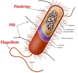 <ul><li><p>betrokken bij aanhechting</p></li><li><p>steken uit de cel, maar korter dan de flagella</p></li><li><p>vooral aanwezig op Gram-negatieve bacteriën (fimbriae ook in Gram-negatief)</p></li><li><p>pili bestaan uit 1 eiwit: het piline eiwit</p></li></ul><p></p>