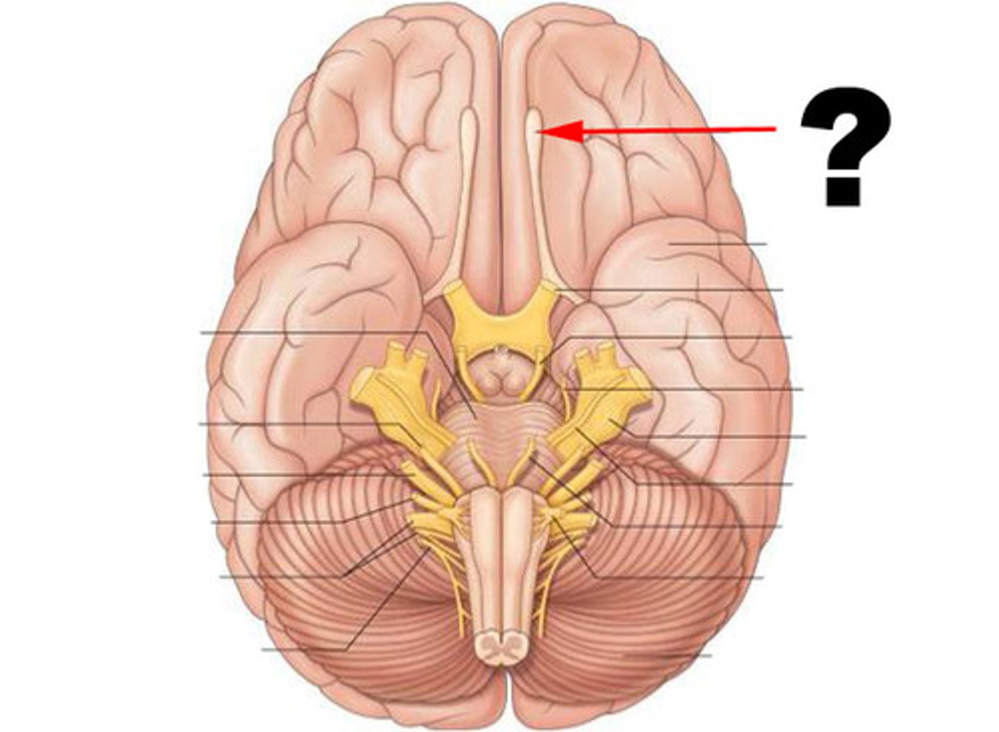 <p>Name:</p><p>Olfactory </p><p>Sensory or Motor:</p><p>Sensory</p><p>Key Functions: </p><p>Smell</p><p>Symptoms:</p><p>Anosmia</p><p>Clinical:</p><p>Loss early in Parkison's / Alzheimer's</p>