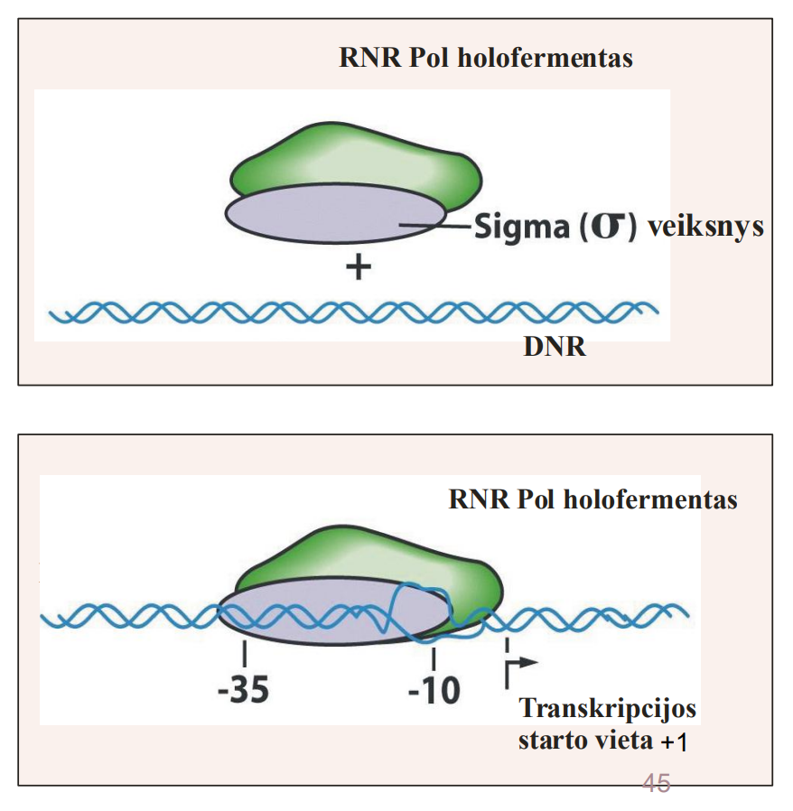 <ul><li><p>Kartu su σ subvienetu šerdinė RNAP dalelė sudaro holofermentą </p></li><li><p>Polimerazės šerdinės dalelės giminingumą DNR keičia prie jos prisijungęs σ veiksnys </p><ul><li><p>Holofermentas žymiai silpniau jungiasi prie bet kurios (atsitiktinės) DNR (disocijacijos pusperiodis < 1 s) </p></li><li><p>Tačiau atrankiai jungiasi prie promotorių DNR (disocijacijos pusperiodis keletas valandų) </p></li></ul></li><li><p>Holofermente σ veiksnys daugeliu tarpmolekulinių ryšių sąveikauja su šerdinės dalelės β ir β’ subvienetais</p></li></ul><div data-type="horizontalRule"><hr></div><ul><li><p>Stabilią RNR polimerazės holofermento sąveiką su DNR lemia s veiksnys</p></li><li><p> σ veiksnio konservatyvūs domenai sąveikauja su savitosiomis promotorių sritimis </p></li><li><p>Sąveikoje su promotoriumi taip pat dalyvauja RNR polimerazės šerdinės dalelės subvienetai </p></li><li><p>Sąveika užtikrina tikslų RNAP išdėstymą transkripcijos pradžios nukleotido atžvilgiu</p></li></ul><p></p>