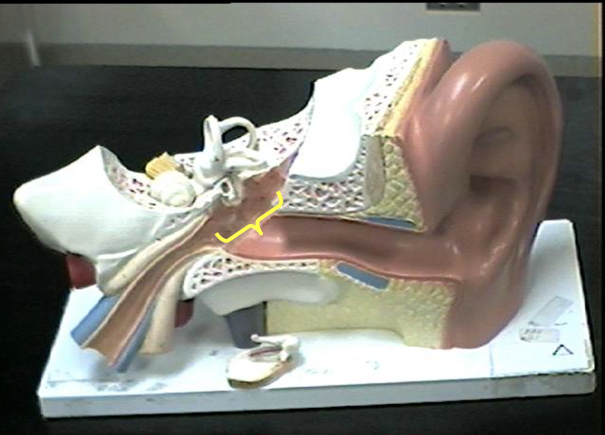 <p>Identify the ear parts. </p>