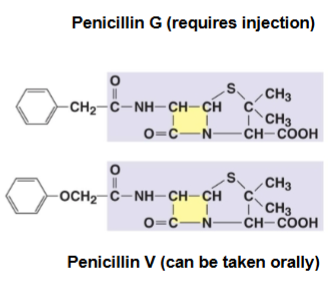 <p>destroys peptide crossbridge in G+ (w/ B-lactam ring)</p>