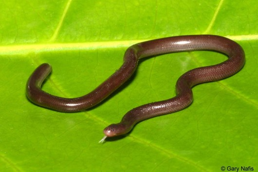<p>Which of these traits is <span><u>NOT </u></span>characteristic for Scolecophidia (blind snakes)</p>