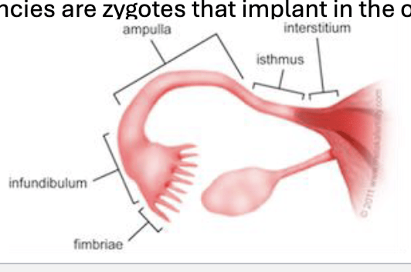 <p>• collecting tube for eggs</p><p>• not directly connected to the ovaries</p><p>• have fimbriae that draw eggs into the oviduct</p><p>• SITE OF FERTILIZATION</p>