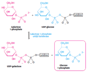<p>2nd step of galactose metabolism</p><p>catalysed by <span style="background-color: transparent;"><strong>galactose-1-phosphate uridylyltransferase</strong></span></p>