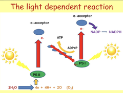 <p>- PS I</p><p>- PS II</p><p>- E- acceptor(s)</p><p>- ADP + Pi -> ATP</p><p>- NADP -> NADPH</p>