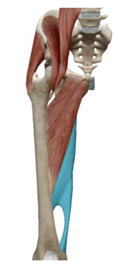 <p>What is the muscle name, its origin, its insertion, its action, and its innervation?</p>
