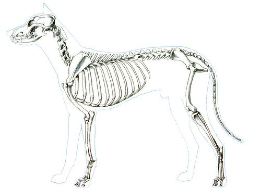 <p>Appendicular Skeleton Consists of </p>