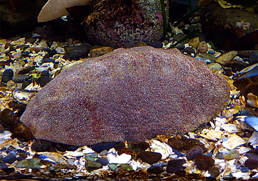<p>Giant Pacific Chiton</p>