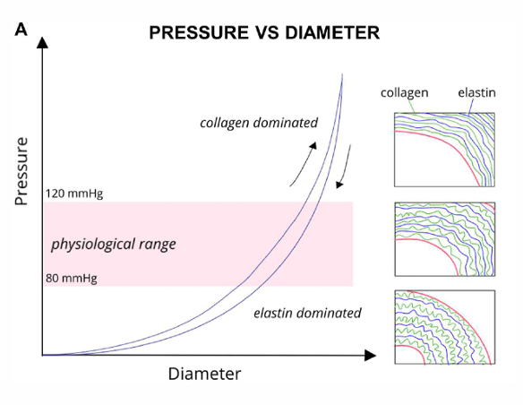 <p>non linear response (toe, heel, linear)</p><p>longitudinal direction is way stiffer than the circumferential direction</p><p>important variability in the mechanical response, both across species, organs, location, or inter-individual</p>