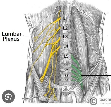 <ul><li><p>innervates the thigh</p></li><li><p>major nerve = <strong>FEMORAL NERVE</strong></p></li></ul><p></p>