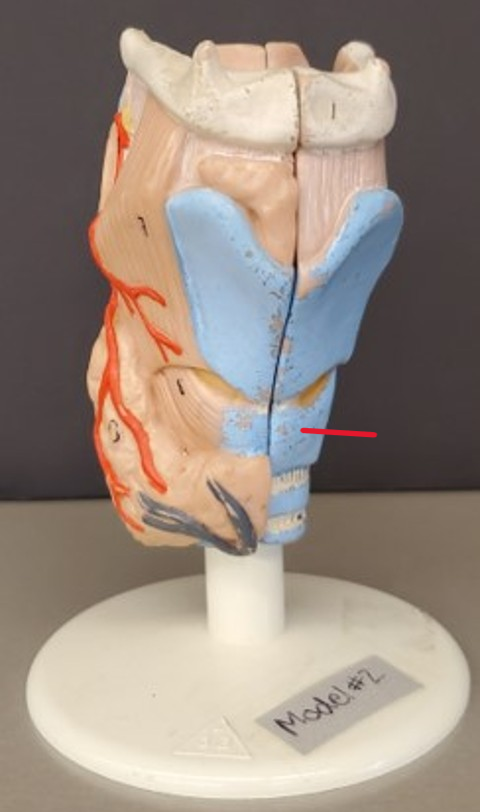 term image