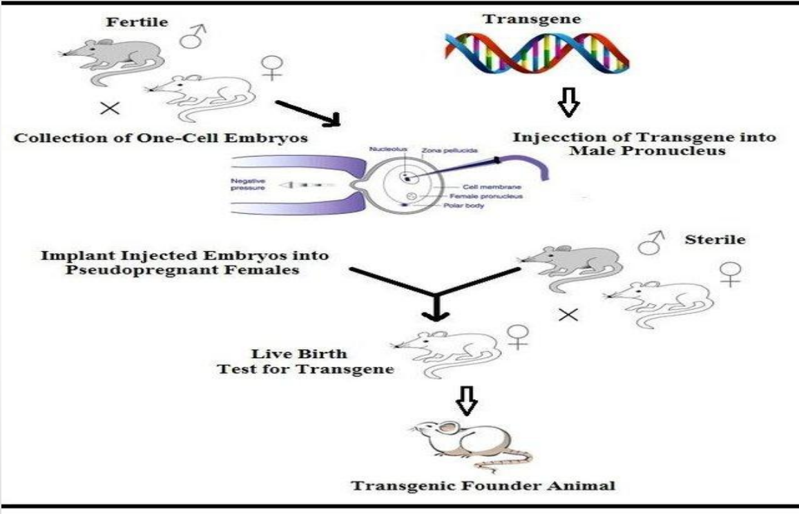 <p>Applications: Transgenic Animals (Use of sterile male)</p>