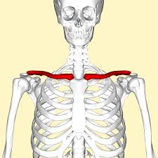<p>Clavicle </p>