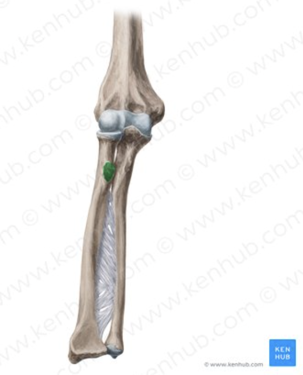 <p>Biceps attachment. <strong>(Radius)</strong></p>