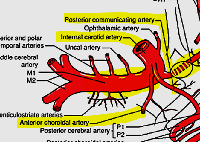 <p>Via the carotid canal</p><p>Branching into:</p><ol><li><p>Ophthalmic</p></li><li><p>Anterior choroidal</p></li></ol><ol start="3"><li><p>Posterior communicating</p></li></ol><p></p>