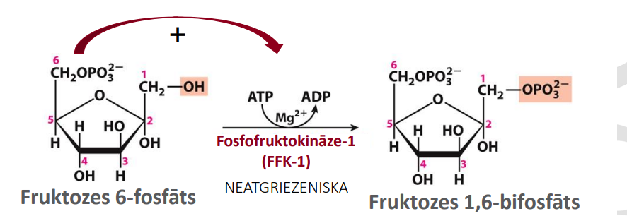 <p>Nosaukums: Fruktozes 6-fosfāta fosforilēšana</p><p>Substrāts: Fruktozes 6-fosfāts</p><p>Produkts: Fruktozes 1,6-bifosfāts</p><p>Enzīms: Fosfofruktokināze-1 (FFK-1)</p><p>Citas īpatnības: Neatgrieziniska, eksergoniska reakcija. Pirmais “saistošais solis“. Aktivatori: ↑ [AMF, ADF, Ribulozes-5-fosfāts - netieši]. Inhibitori: ↑ [ATF; FEP;CITRĀTS]. Izmanto ATP un Mg<sup>2+</sup>. Tālāka glikozes aktivācija, nodrošina 1 fosfātu grupu katram 3C veidotajam cukuram pēc glikolīzes 4. soļa</p>