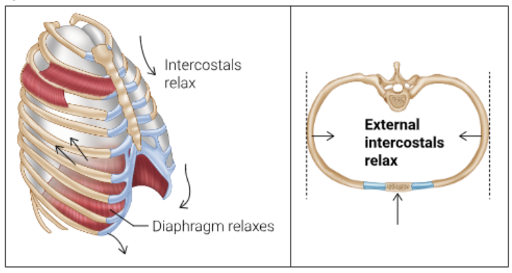 <ul><li><p>Diaphragm relaxes and moves upwards into the chest cavity</p></li><li><p>Intercostal muscles also relax, moving downwards and inwards</p></li><li><p>Decrease in thoracic cavity volume</p></li><li><p>Lungs recoil</p></li><li><p>Lung volume decreases</p></li><li><p>Pressure inside the lungs increases</p></li><li><p>Pressure in lungs is higher than the external atmospheric pressure</p></li><li><p>Air pressure gradient is set up for CO2 to move out</p></li><li><p>Air moves from higher pressure (lungs) to lower pressure (external)</p></li></ul><p></p>