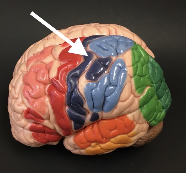 <p>What is the arrow pointing to?</p>