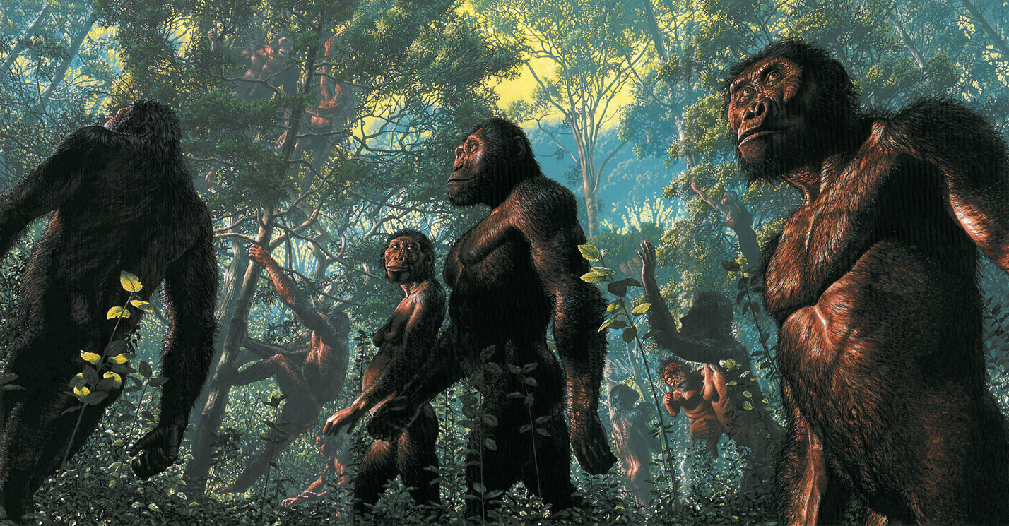 <p>Fossil Hominoids (apes)</p>
