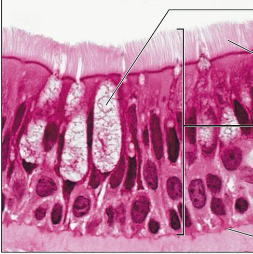 <p>what tissue is this</p>