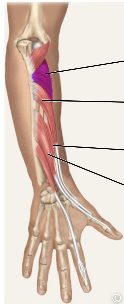 <p>posterior</p>