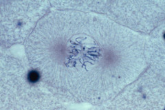 <p>Identify the phase of the cell cycle.</p>