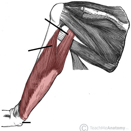 <p>ID muscle and innervation </p>