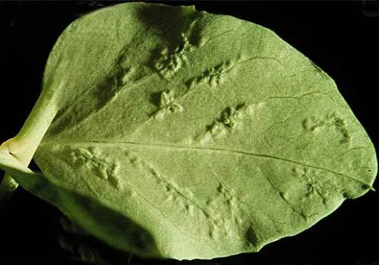 <p>a disease condition in which deformed tissue or galls develop on plant leaves or stems</p>