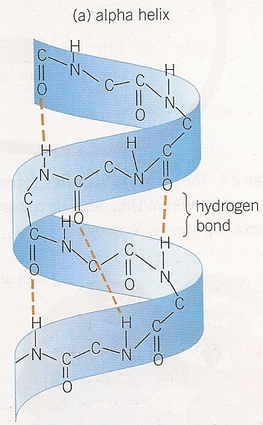 <p>helical coiling stablized by hydrogen bonding</p><p>type of secondary structure of a protein </p><ul><li><p>H-bonds between amino group and carboxyl group on opposite molecules of amino acids (backbone of amino acids, <mark data-color="yellow" style="background-color: yellow; color: inherit;">not R-group</mark>)</p></li></ul><p></p>