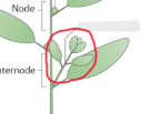 <p>pertaining to the side(s) of a structure; branch that develops from axillary bud and extends laterally</p>