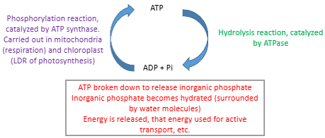 <p>&nbsp;<span>ATP hydrolysed (ATP à ADP + Pi)</span></p><p style="text-align: left;"><span>Phosphate hydrated/surrounded by water molecules</span></p><p style="text-align: left;"><span>Energy released (when bonds formed between water and phosphate)</span></p>