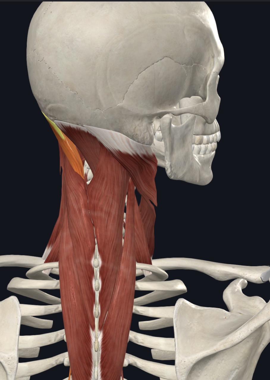 <p><strong>Unilateral:</strong> Contralateral rotation</p><p><strong>Bilateral:</strong> extension</p>