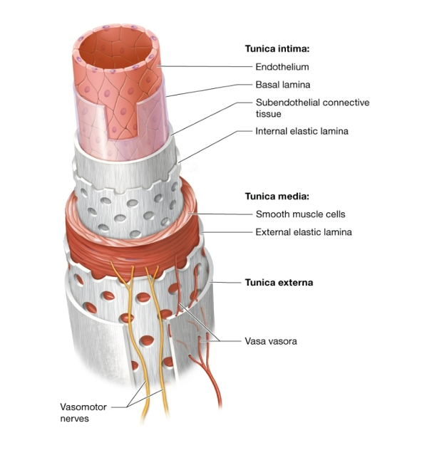 <p>The 3 tunics </p><p>oEpithelium </p><p>oMuscle </p><p>oConnective tissue</p>