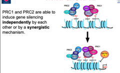 <p>PRC2 complex: writer, methylates H3K27, has a SET (HMT) domain</p><p>PRC1 complex: reader, finds and acts on methyls</p>